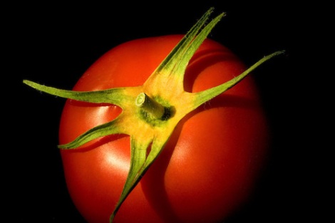 Tomato with yellow sepals.